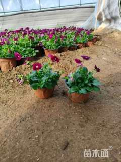 高度15厘米角堇