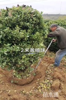 高度100厘米高杆大叶黄杨球