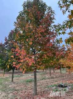 12公分北美枫香