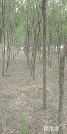 8公分垂柳