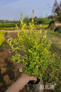 大杯苗亮晶女贞小苗