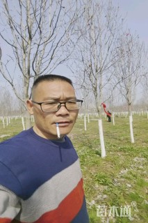 10公分红玉兰