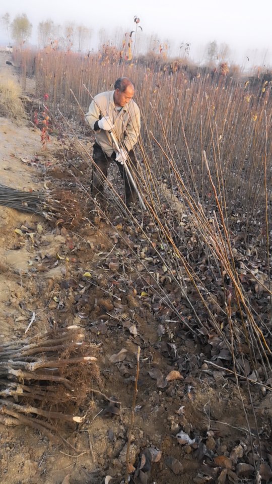高度80厘米玉露香梨