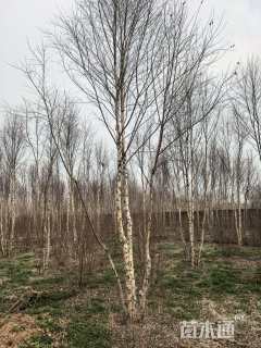 12公分欧洲白桦