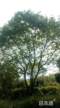 75公分多杆朴树
