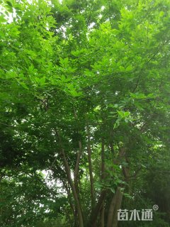 50公分丛生朴树
