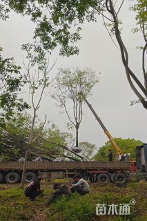12公分黄山栾树
