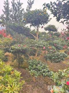 高度250厘米茶梅