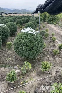 冠幅80厘米龟甲冬青球