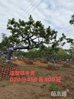 20公分红果冬青