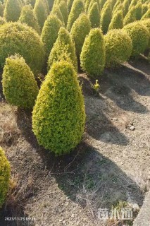 高度120厘米柠檬