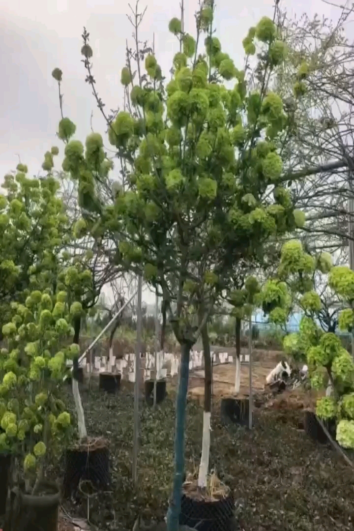 高度350厘米中华木绣球