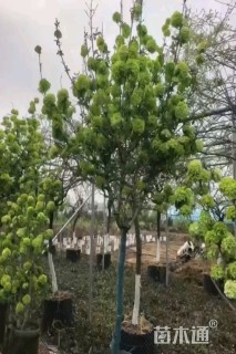 高度350厘米中华木绣球