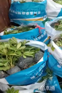 高度25厘米鸭脚木