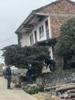 高度280厘米茶梅