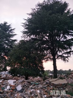 高度1000厘米雪松