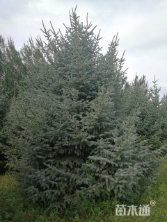 高度500厘米云杉