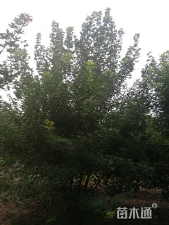 高度400厘米丛生元宝枫
