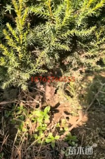 高度250厘米塔柏