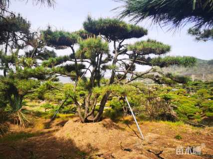 25公分造型油松