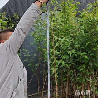 12公分京红早樱