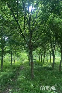 18公分三角枫