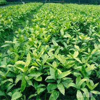 高度40厘米洒金珊瑚