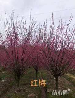 11公分红梅