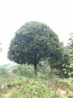 20公分桂花