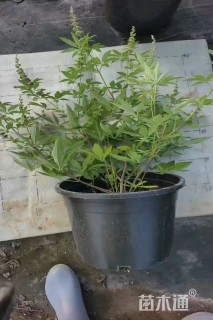 高度50厘米穗花牡荆