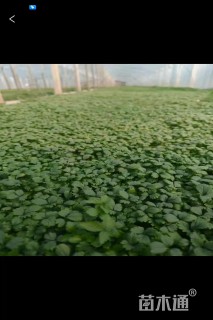 高度20厘米蛇莓