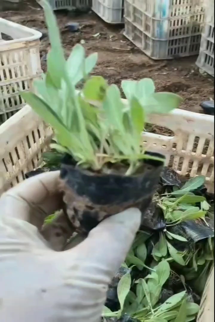 高度30厘米四季玫瑰