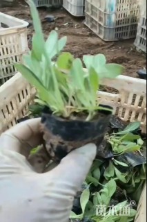 高度30厘米四季玫瑰