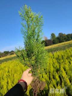 高度40厘米洒金柏