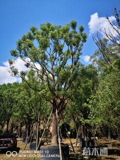 20公分香樟