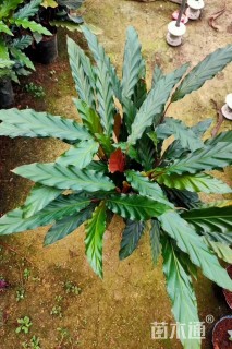 高度30厘米波浪竹芋