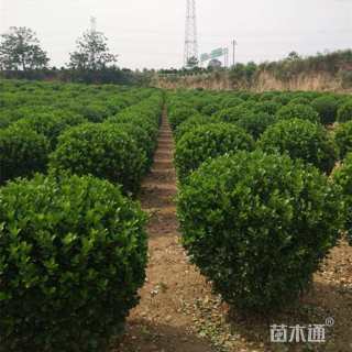 冠幅100厘米冬青球