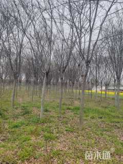 15公分榆树