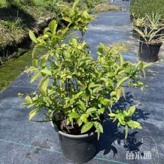 高度50厘米荷兰鼠刺