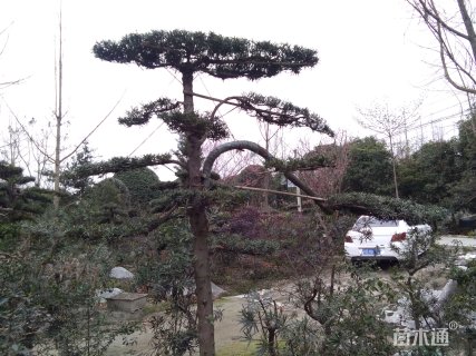 15公分造型罗汉松