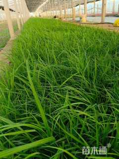 高度20厘米崂峪苔草