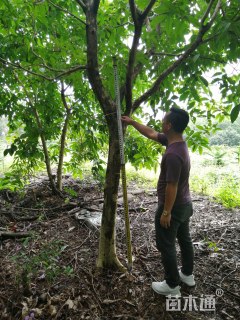 15公分大叶紫薇