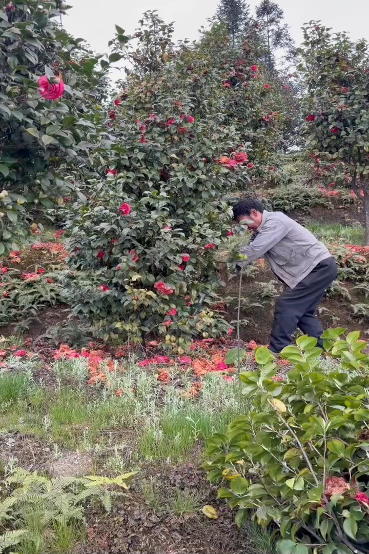 高度180厘米茶花