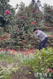 高度180厘米茶花