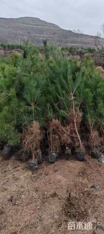 高度120厘米油松