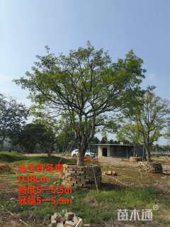 38公分红果冬青