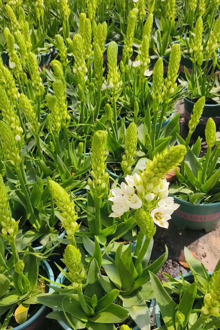 高度20厘米百合