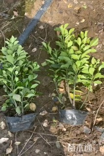 高度45厘米大叶黄杨