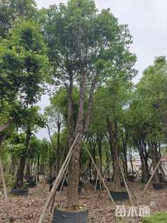 20公分香樟