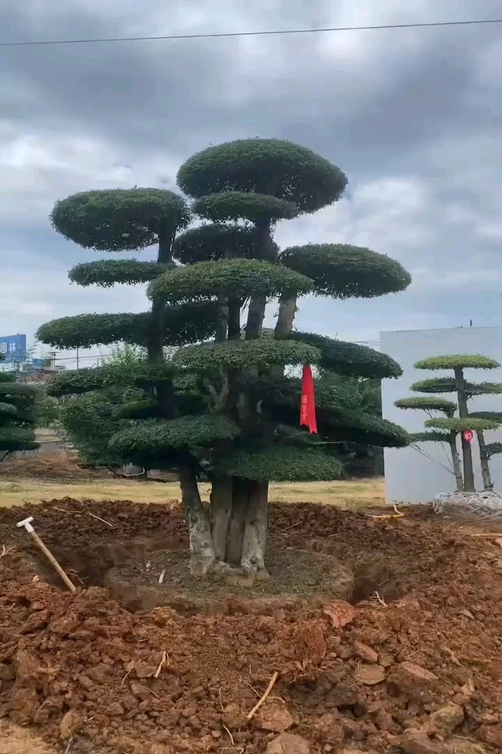 25公分造型对节白蜡